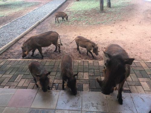 Makhato Bush Lodge 111