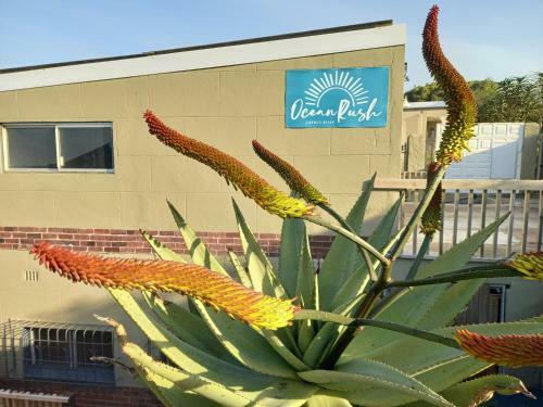 Apartamento Ocean Rush Seagull