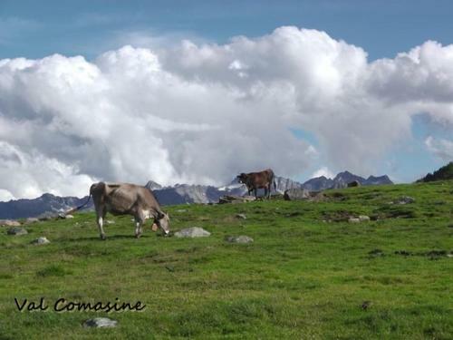 Camping Val Di Sole