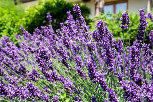Hostal Appartements G�stehaus Gallob