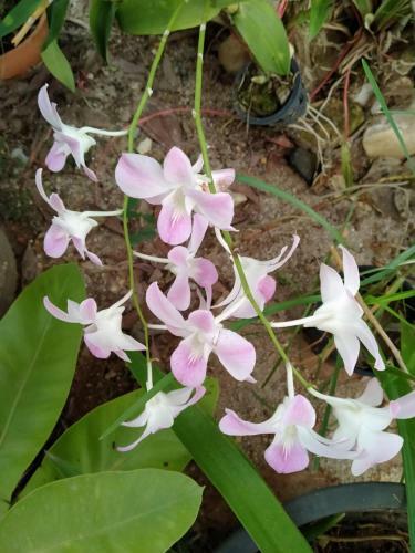 Hostal Khum Thong Resort