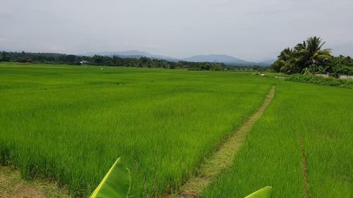Baanlungchuhomestay