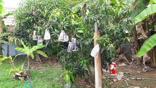 Baanlungchuhomestay