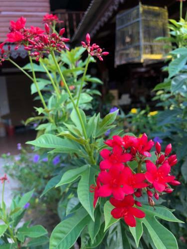 Hostal Banthai Guesthouse