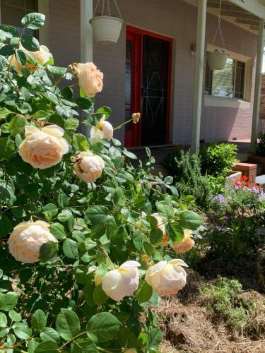 Central Tranquility On Summer