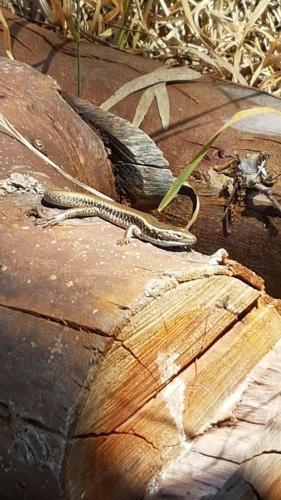 Trading Places Kangaroo Island