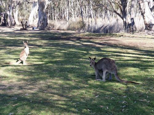 Riversands Rest Accommodation Paringa - Willow Cottage