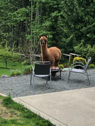 Bed & Breakfast Shawnigan Hills Guest Suite