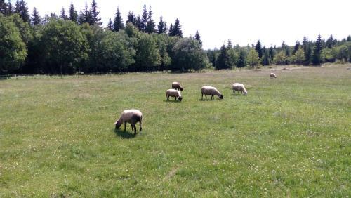Hostal Horsk� Bouda Dimrovka