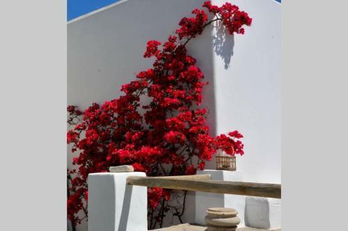 Exquisite Estate, Serene Environment