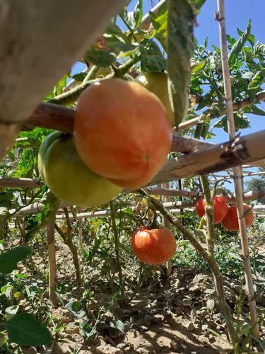 Villa Vayianna's Garden House