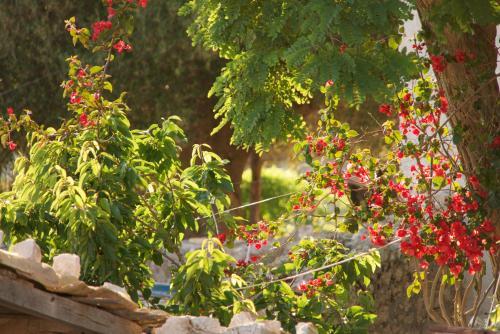 Villa Euphoria Retreat