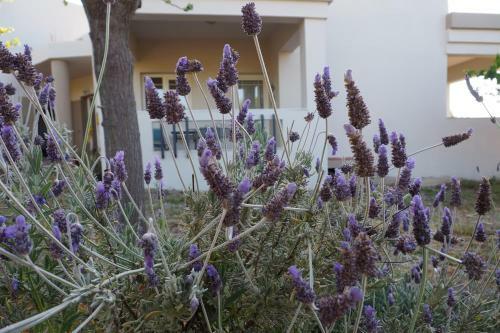 Olive House