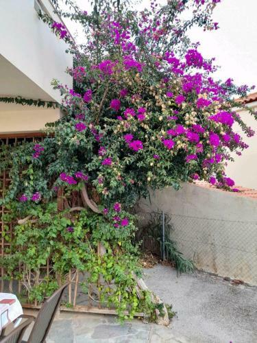 Villa Calli