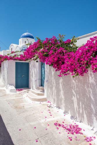 The Bougainvillea