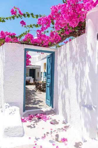 The Bougainvillea