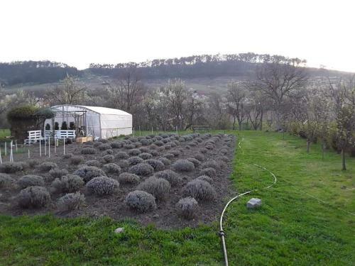 Lavander Garden Camping