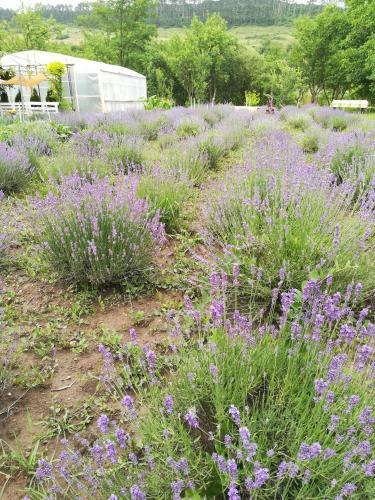 Lavander Garden Camping