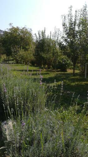 Lavander Garden Camping
