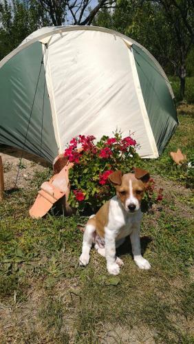 Lavander Garden Camping