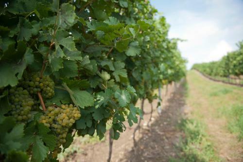 Hostal Weingut Martinshof
