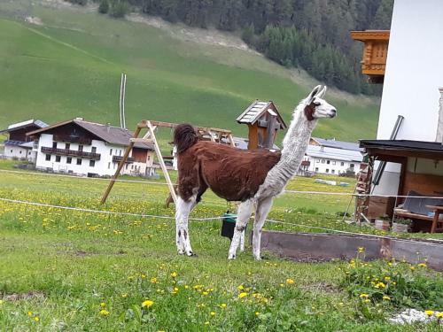 Apartamento Thumeserhof