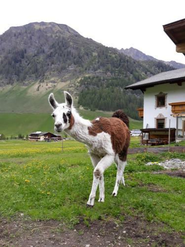 Apartamento Thumeserhof
