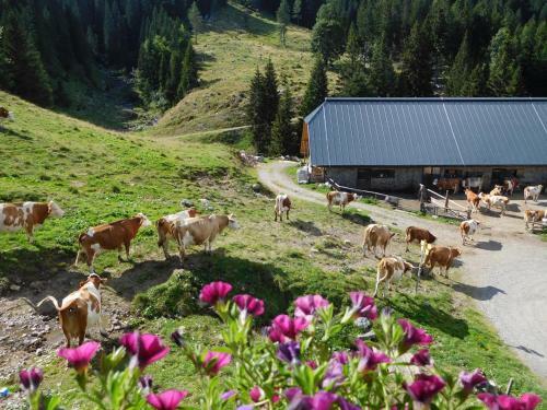 Agroturismo Straniger Alm