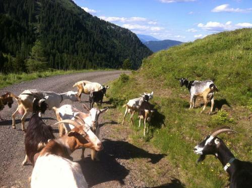 Agroturismo Straniger Alm