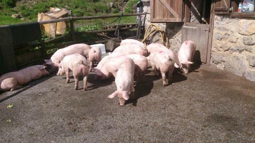 Agroturismo Straniger Alm