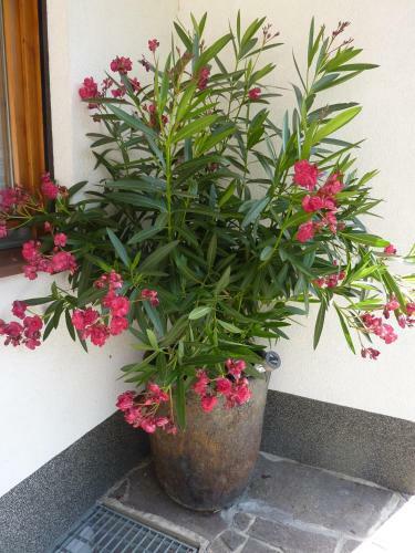 Apartamento Haus Fr�h