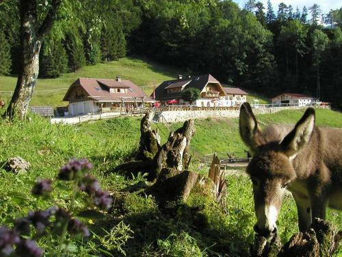 Hostal Ferienwohnung Hochsteinalm