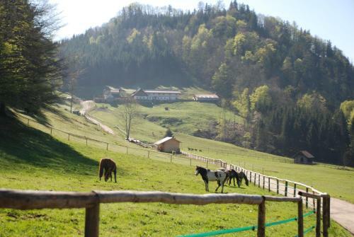 Hostal Ferienwohnung Hochsteinalm