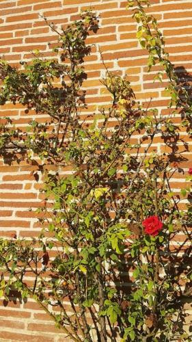 La Maison Du Bonheur � 15mn de Toulouse