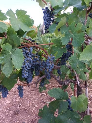 ????? ?? ????? - Winelandithaca
