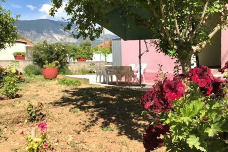 Sofis House( Pink House)