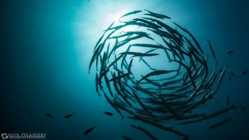 Hotel Forra Dive Resort Sunrise