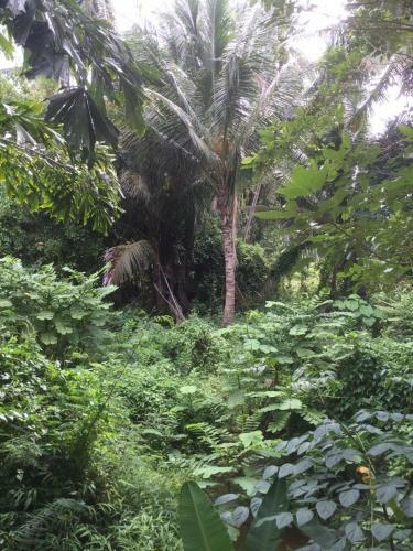 Jungle View Suite