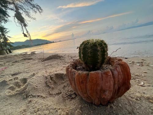 Phangan Dream Box