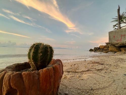 Phangan Dream Box