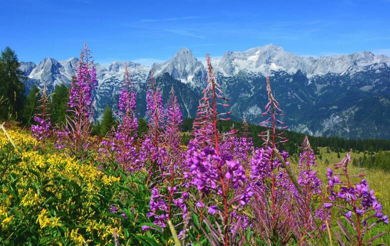 Hostal Villa Bischofsberg - L�rchen-wellness Apartment