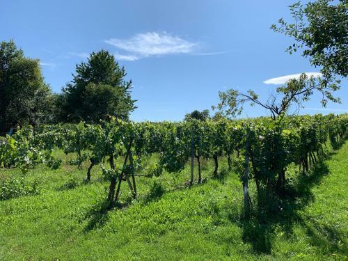 Apartamento Urlaub Im Weingarten