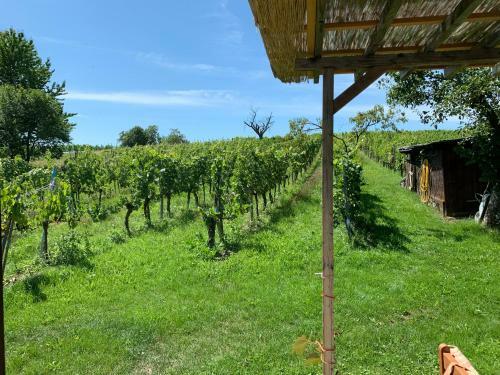 Apartamento Urlaub Im Weingarten