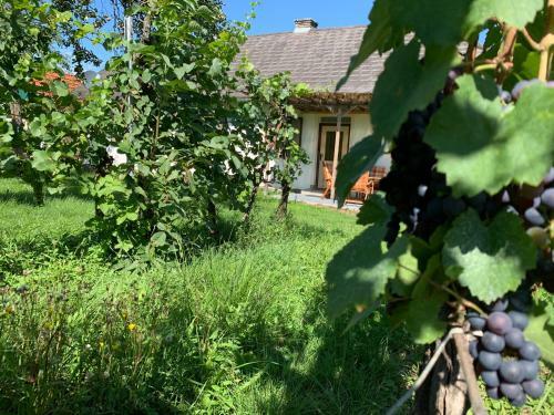 Apartamento Urlaub Im Weingarten