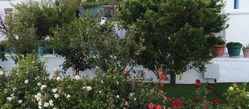 Andoni's House