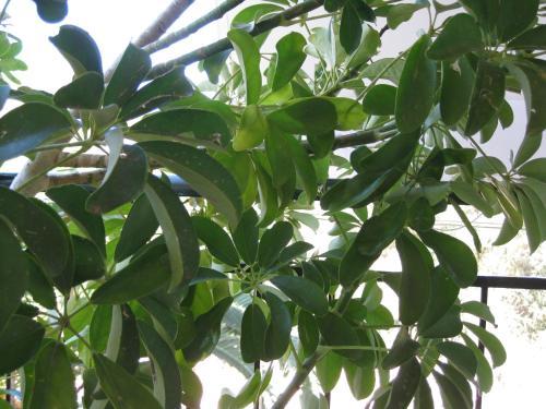 Apartamento Siora Maria