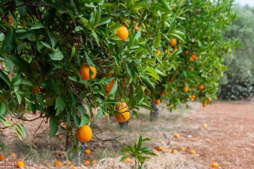 Orange Tree