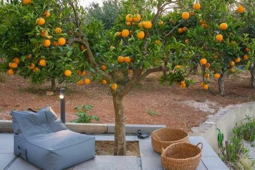 Orange Tree