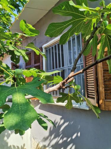 Villa Country House