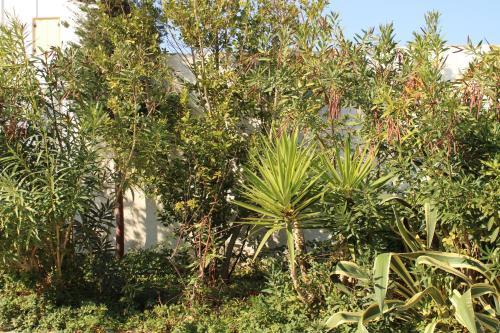 Apartamento Astypalea Villas